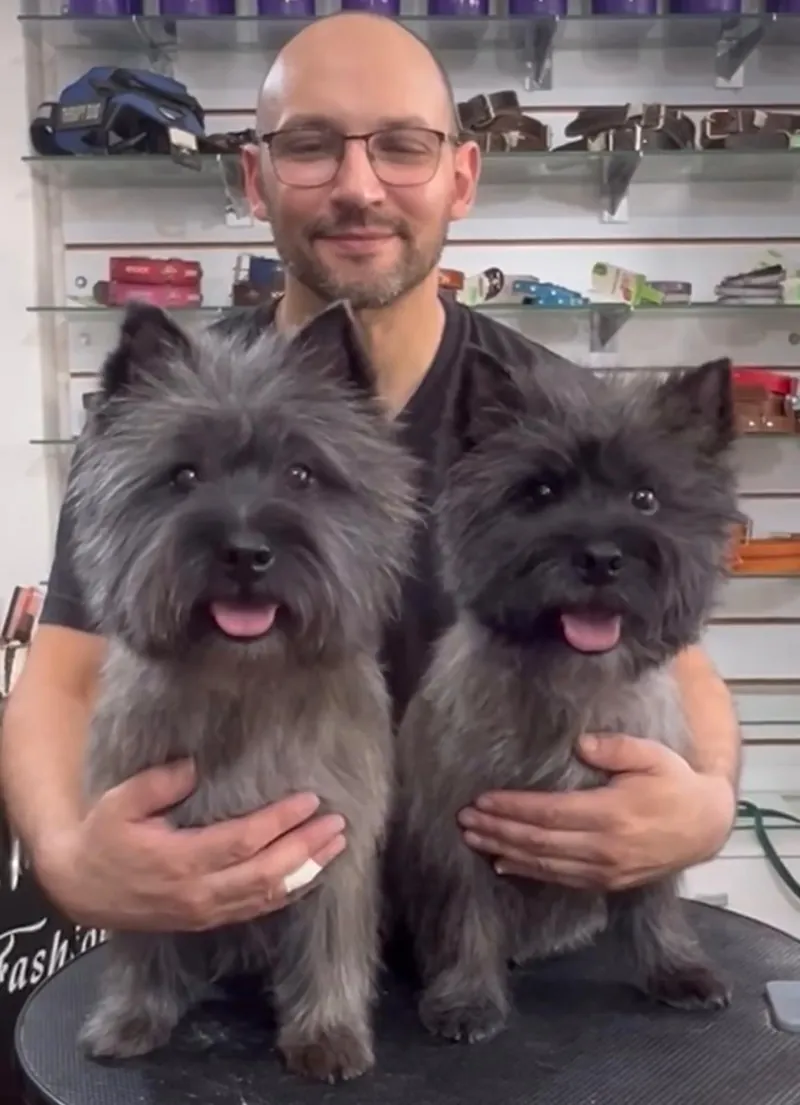 Dos Cairn Terrier de pelo duro arreglados con stripping en doggs
