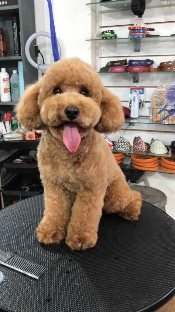Caniche color damasco con corte osito en la mesa de peluquería de doggs