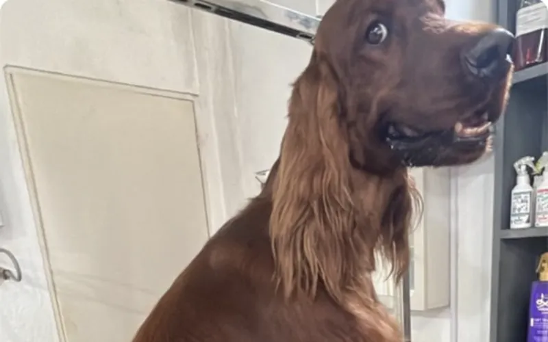 Setter Irlandés sentado en la mesa de peluquería de doggs