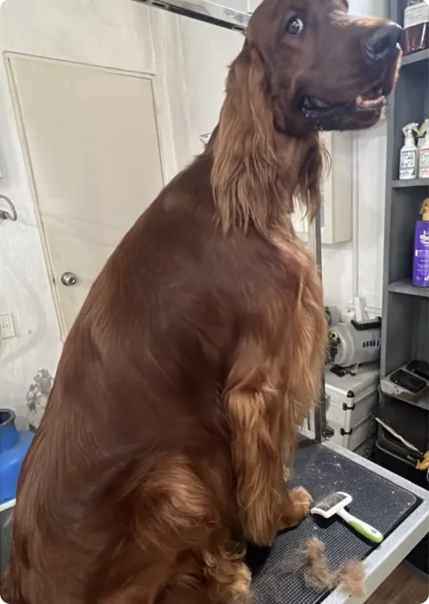 Setter Irlandés, raza de muestra, sentado en la mesa de peluquería de doggs