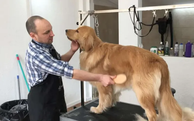 Groomer de doggs cepillando a un Golden Retriever en la mesa de peluquería