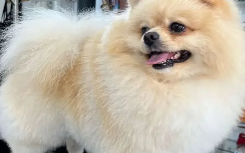 Pomerania con su manto doble completo en la peluquería canina doggs