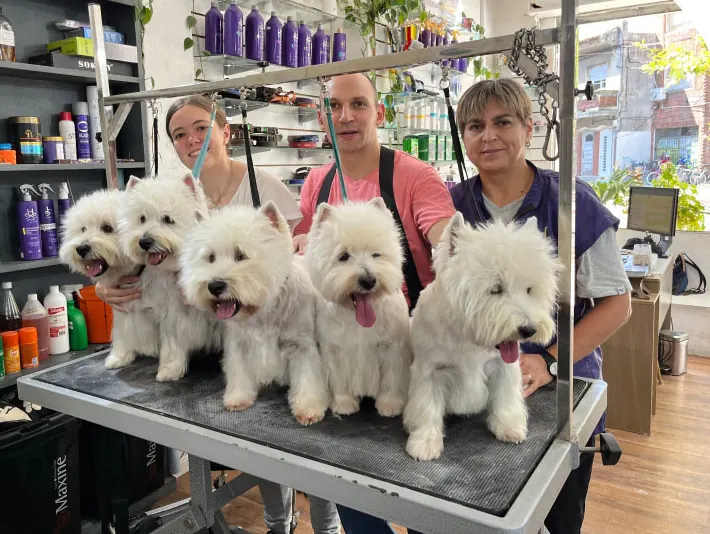 Equipo de doggs con cinco West Highland White Terrier sobre la mesa de grooming del salón