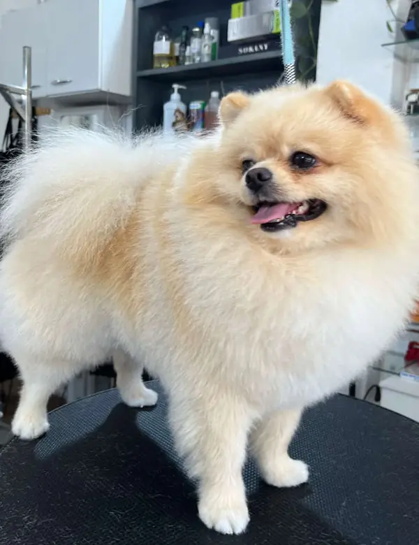 Pomerania con su manto doble completo después del baño y el arreglo en doggs
