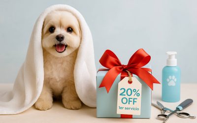 Doggs: mucho más que peluquería canina — ¡20% de descuento para nuevos clientes!